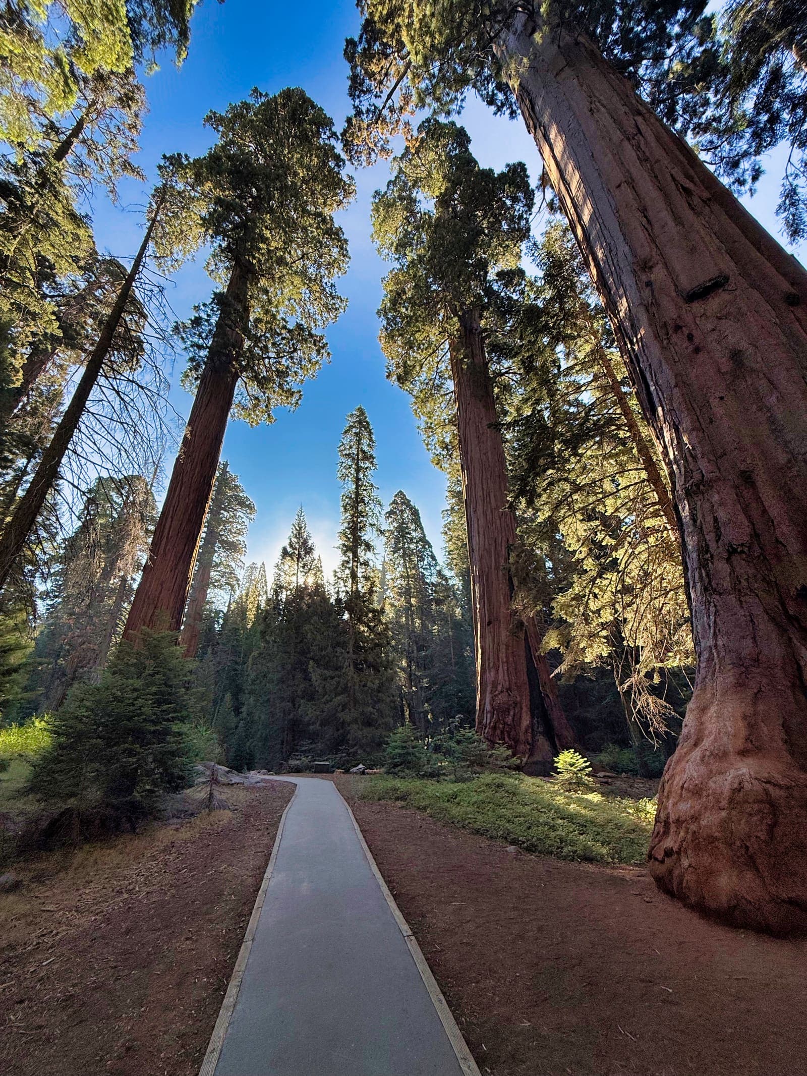 Sequoia National Park