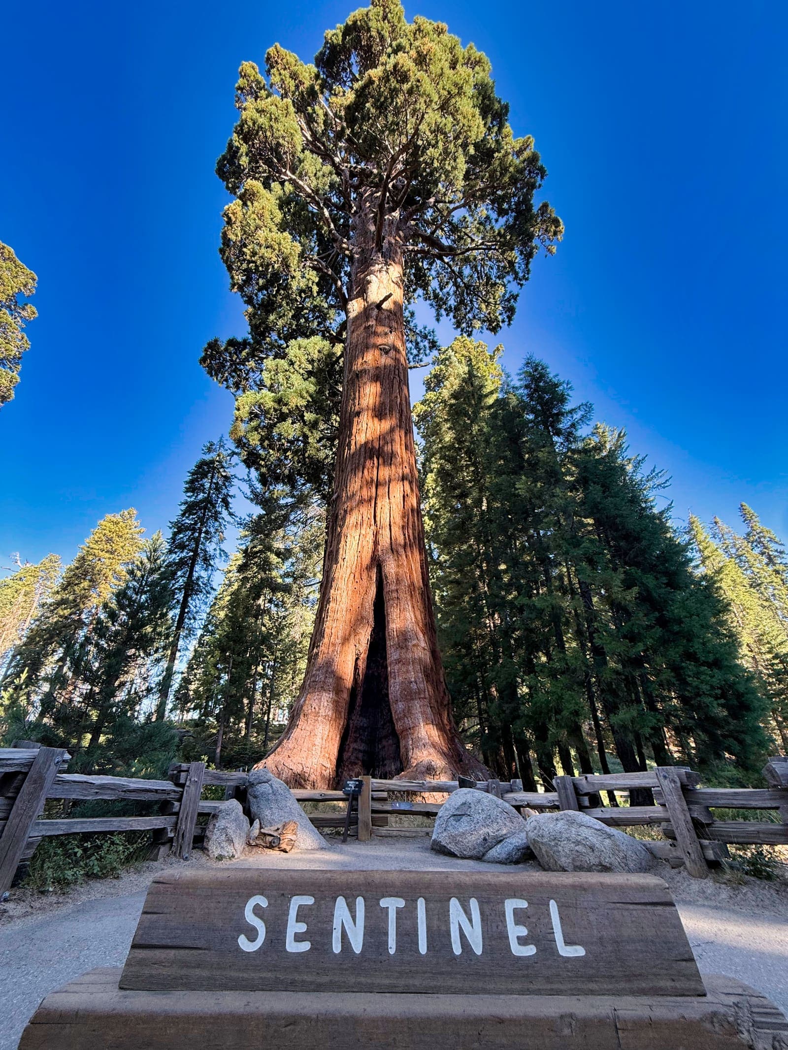 Sequoia National Park