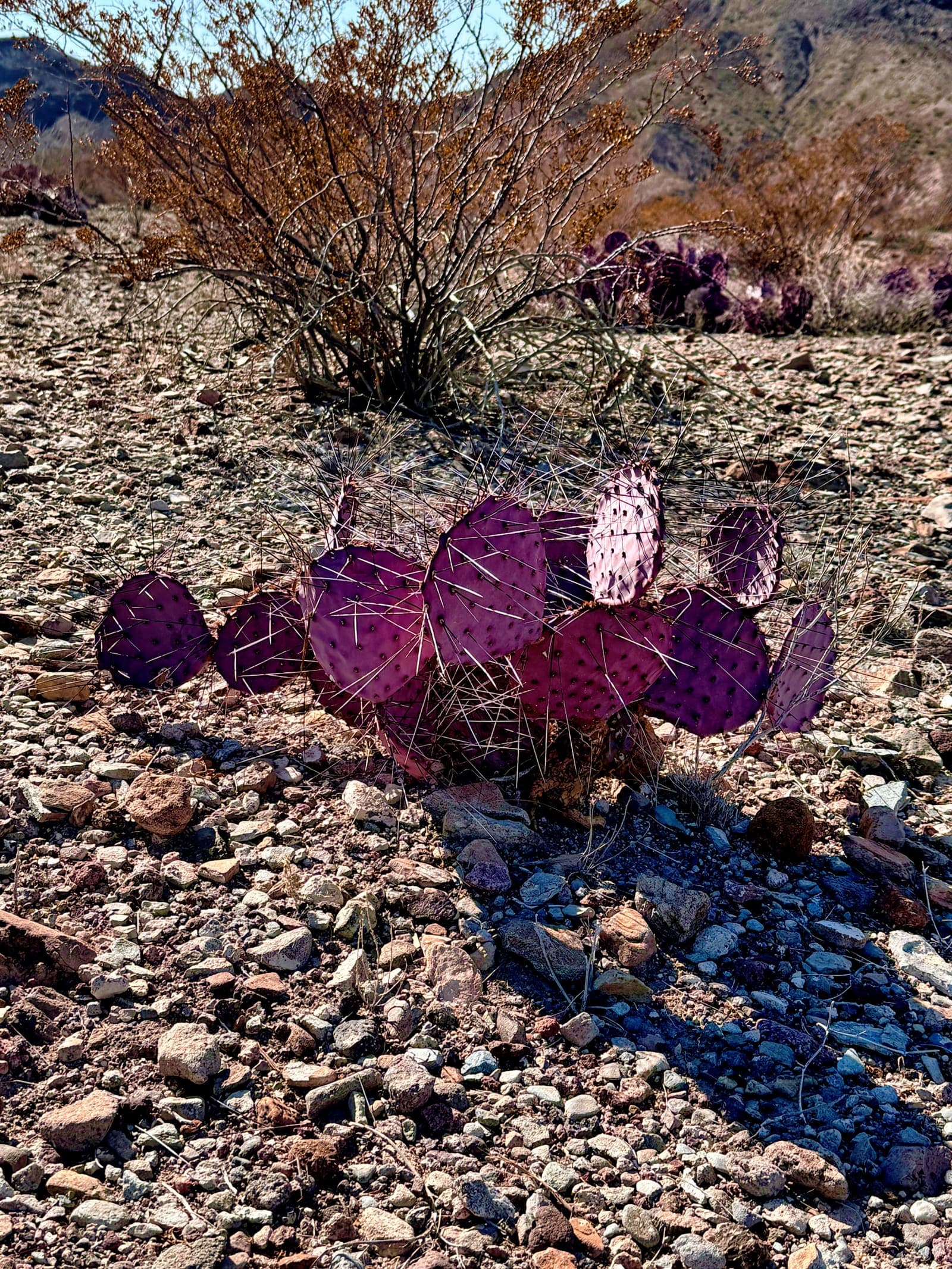 Big Bend desert