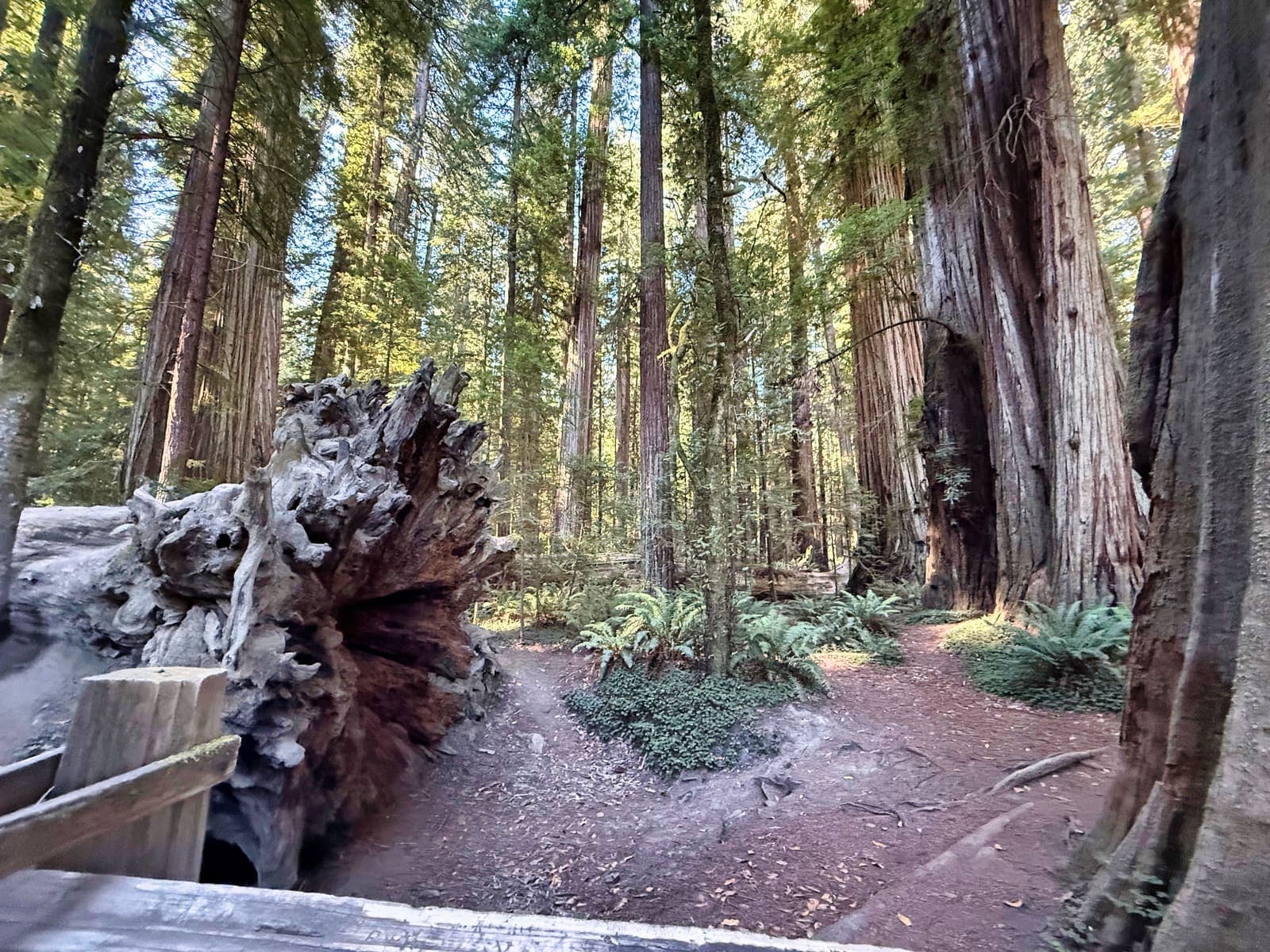 Redwood National Park