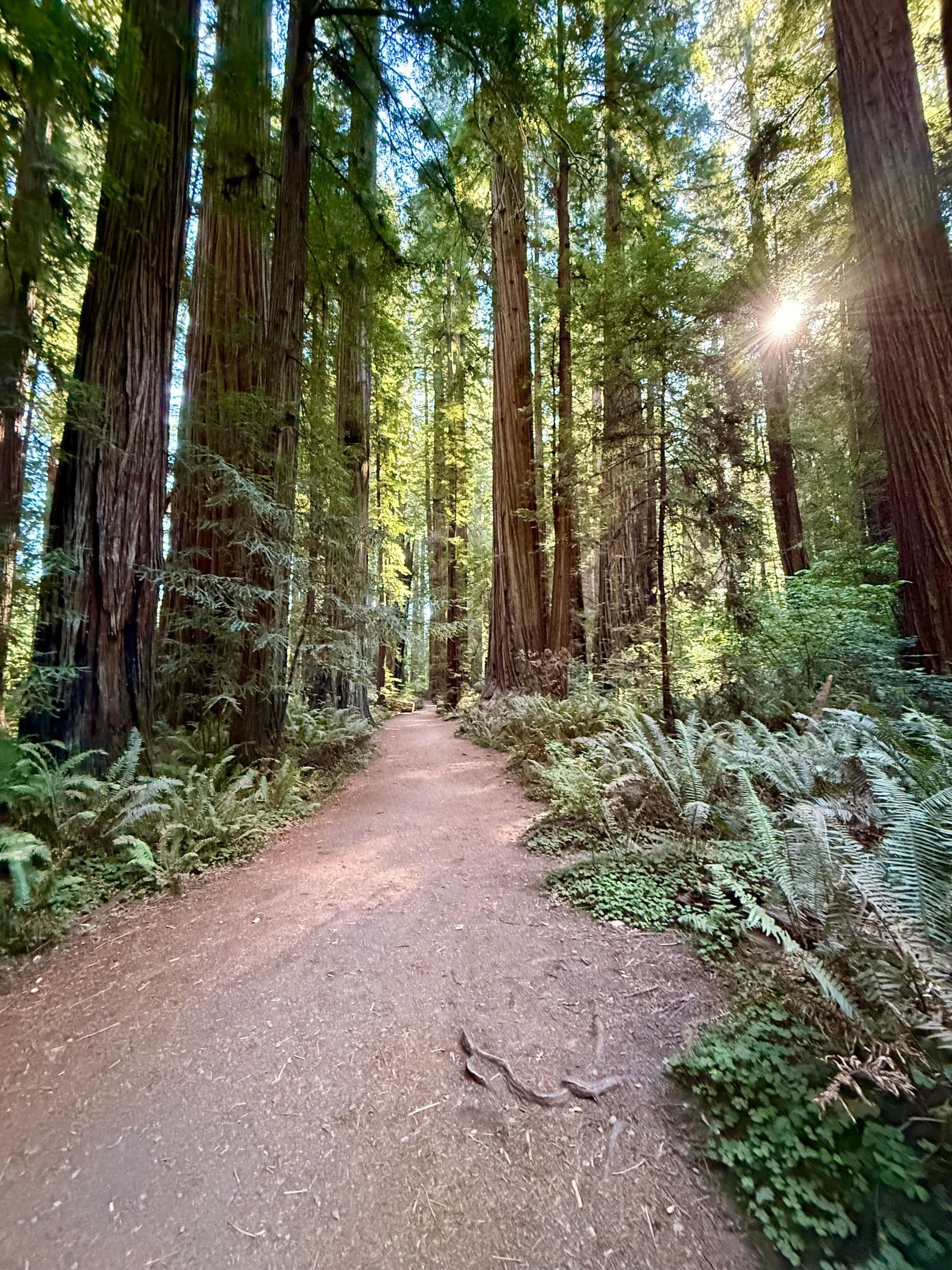 Redwood National Park