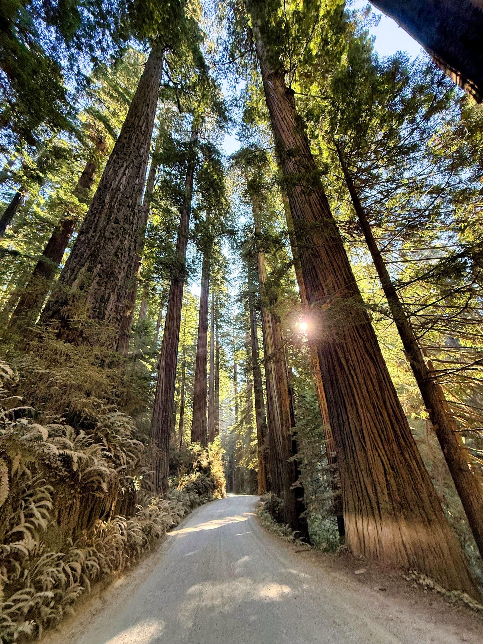 Redwood National Park