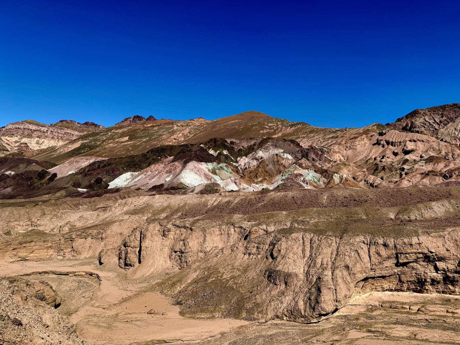 Death Valley life thriving