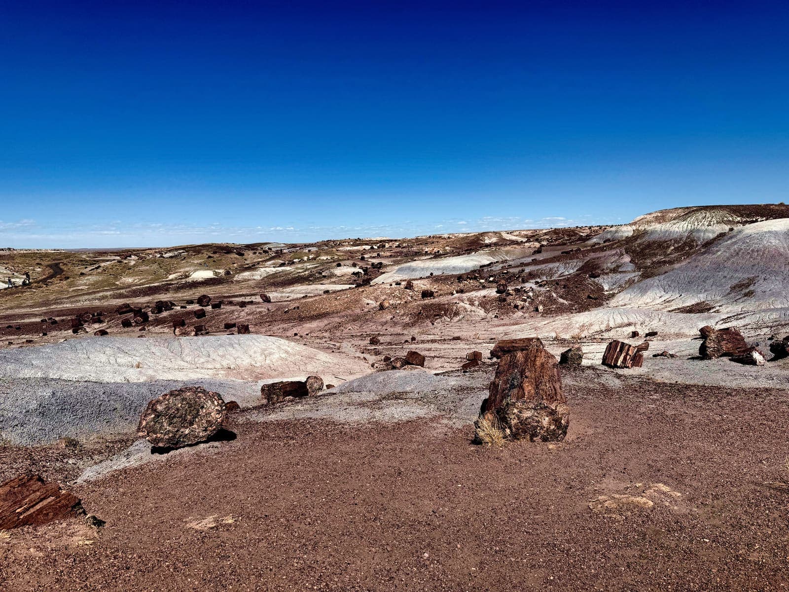 Petrified Forest National Park