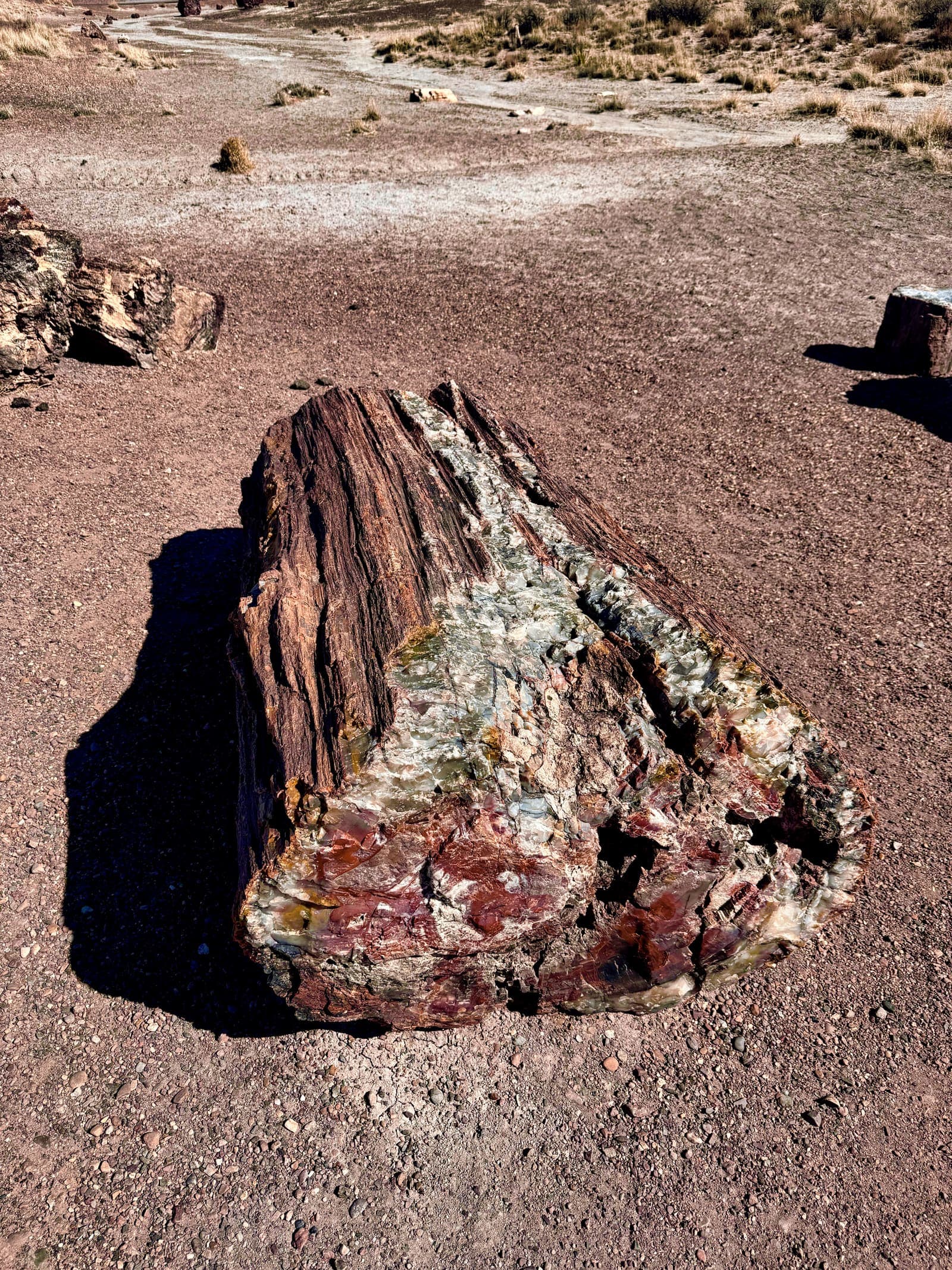 Petrified Forest National Park