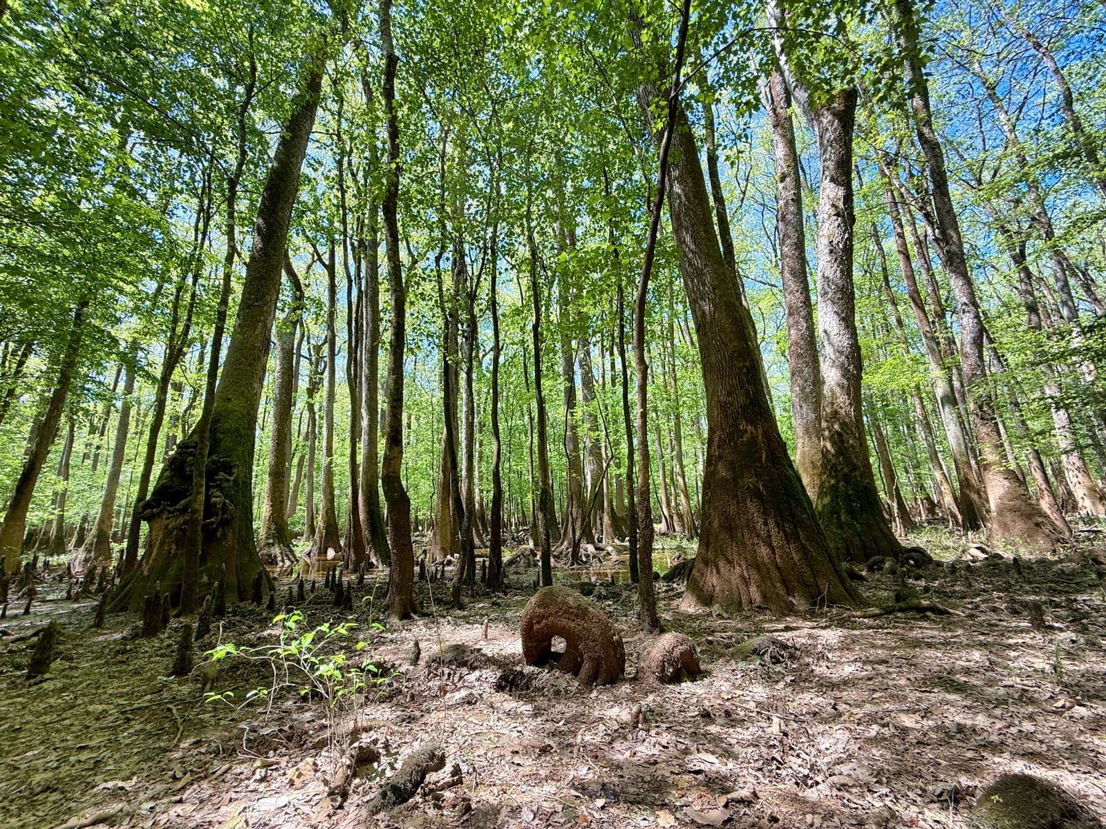 Congaree forest